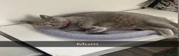 British Shorthair cats for sale: British shorthaired kittens  - Advert 1