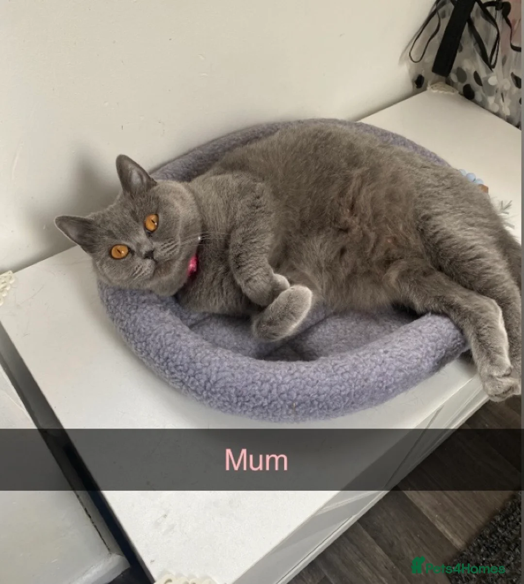 British Shorthair cats for sale: British shorthaired kittens  - Advert 1