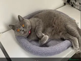 British Shorthair cats British shorthaired kittens - Advert 8
