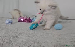 Ragdoll cats for sale: Purebred Blue Point Ragdoll Kittens 🩷💙 - Advert 3