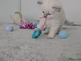 Ragdoll cats Purebred Blue Point Ragdoll Kittens 🩷💙 - Advert 1
