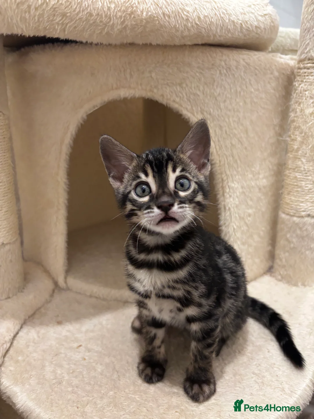 Bengal cats for sale: 🌟Pedigree bengal kittens🌟 - Advert 3