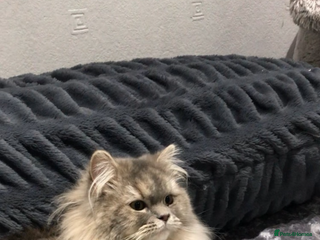 Munchkin cats in Prescot - Advert 2