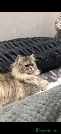 Munchkin cats in Prescot - Advert 2