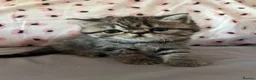 Exotic cats for sale: GCCF Registered Exotic kittens - Advert 4