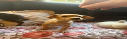 Mixed Breed dogs for sale: King Charles puppies mixed two boys in Bristol - Advert 7