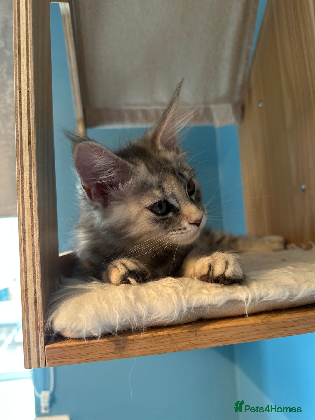 Maine Coon cats for sale: GCCF Registered Maine Coon Kittens *2 left* - Image 7