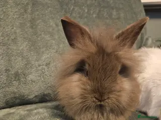 Lionhead rabbits Pure Lion head chocolate **10 weeks ready ** - Advert 16