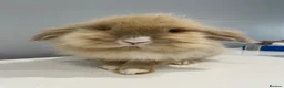 Mini Lop rabbits for sale: Rare-Harleyquin mini lops and doublemanelionhead  in Luton - Advert 11