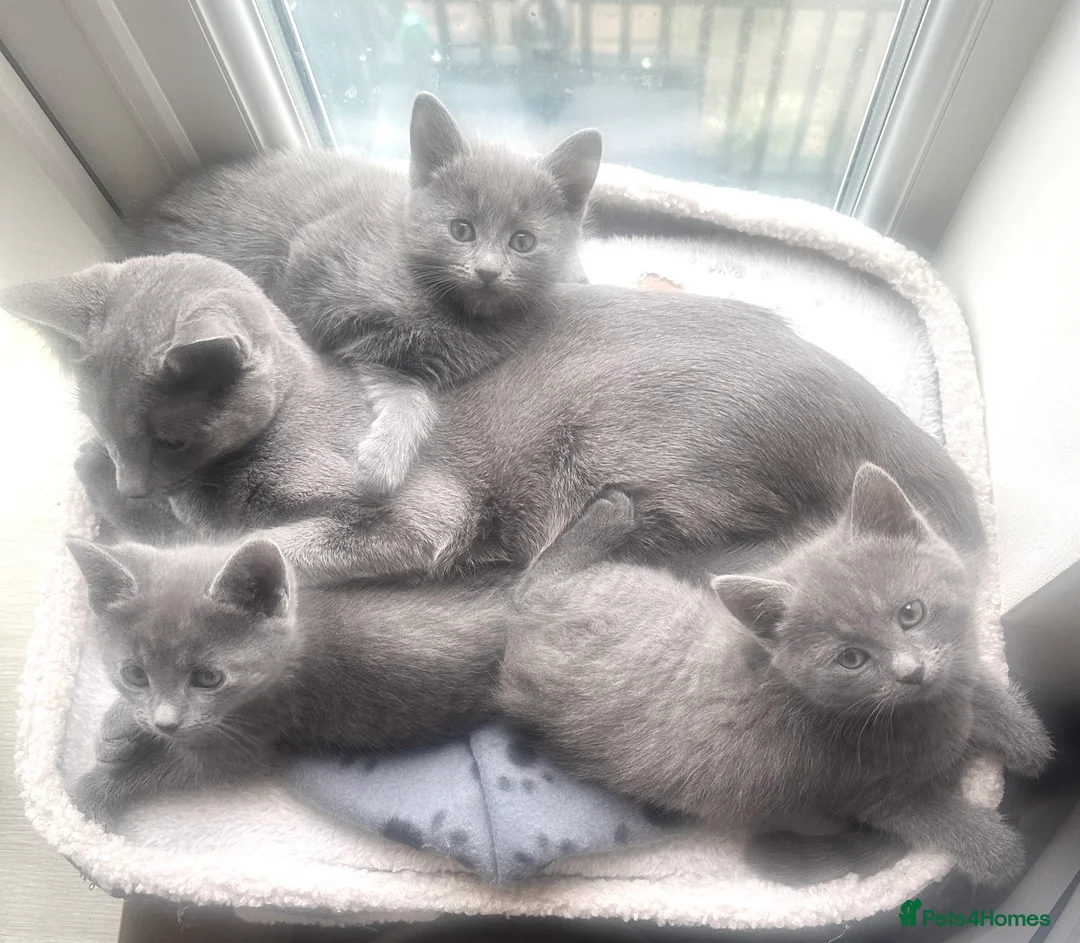 Russian Blue cats for sale: Stunning Russian Blue Kittens - Advert 8