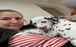 Dalmatian dogs for sale: Our gorgeous Liver boy  - Image 5