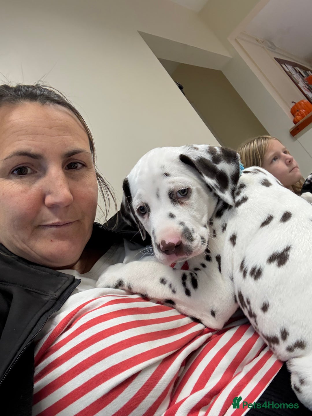 Dalmatian dogs for sale: Our gorgeous Liver boy  - Image 5
