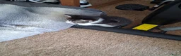 Mixed Breed cats for sale: 3 boys for sale in Merthyr Tydfil - Advert 5