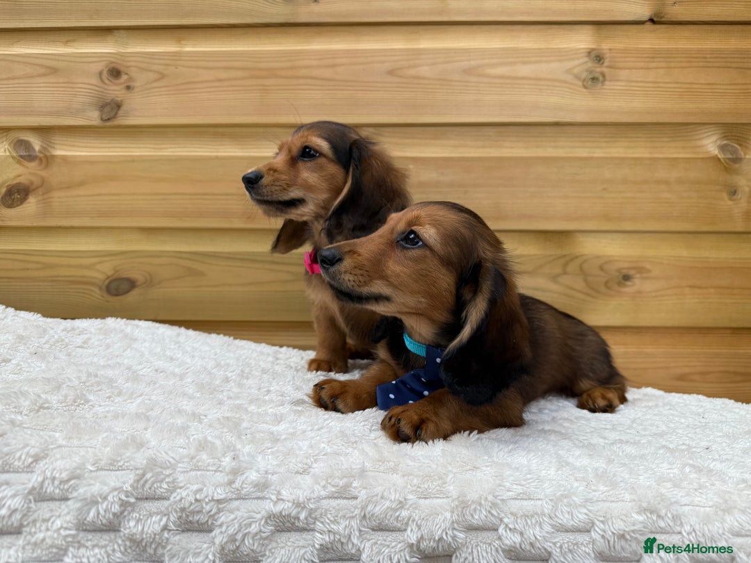 Dachshund dogs for sale: PRA clear miniature dachshund puppies long hair - Image 6