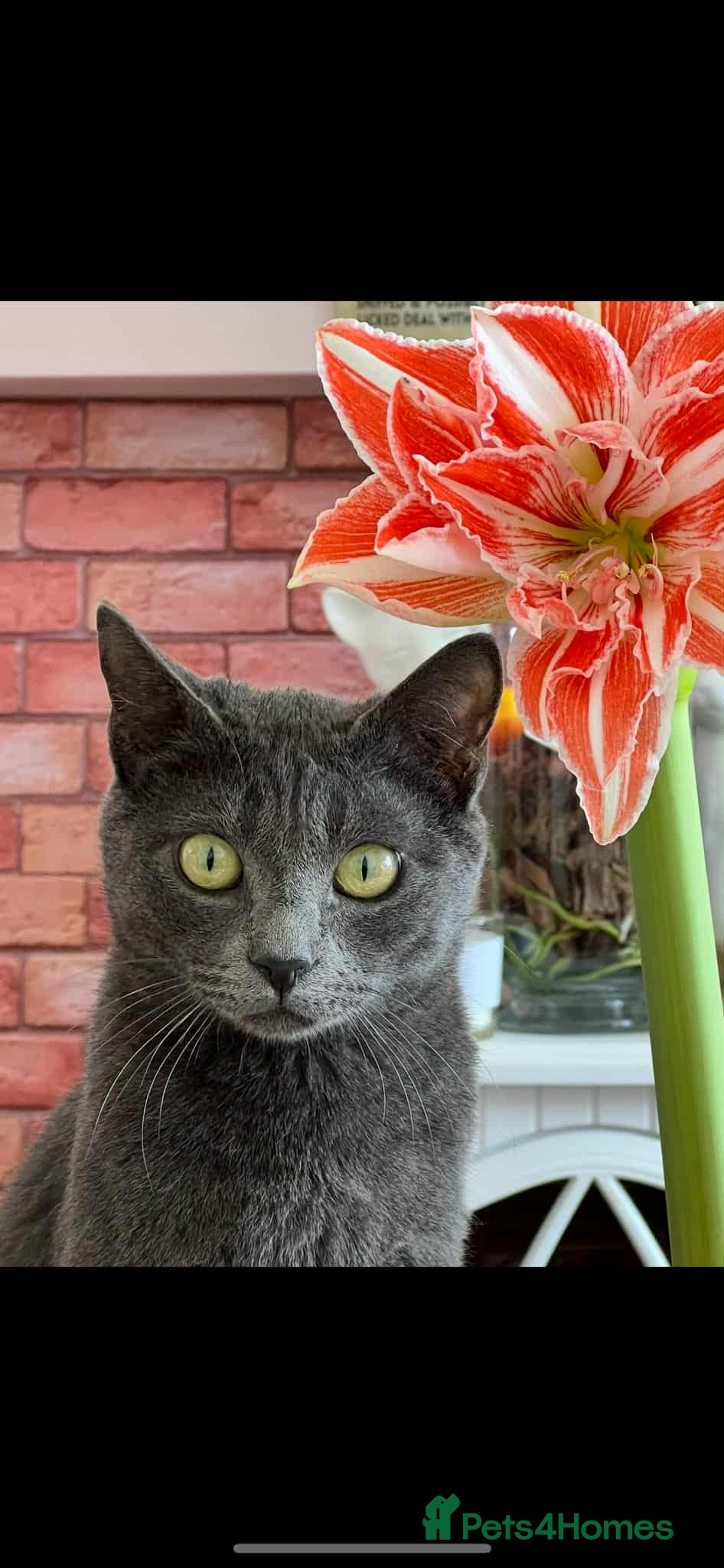 Mixed Breed cats Super-cuddly, lively tripod looking for love - Advert 8