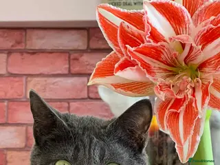 Mixed Breed cats Super-cuddly, lively tripod looking for love - Advert 8