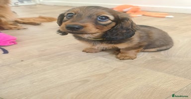 Dachshund dogs - Advert 4