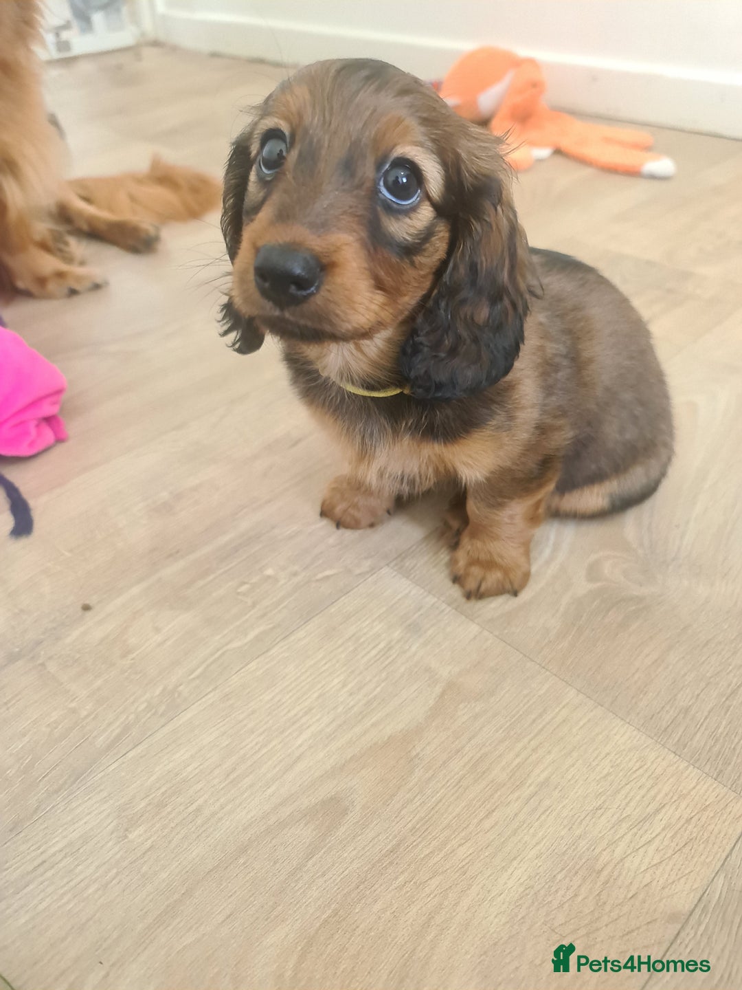Dachshund dogs for sale: Last one beautiful long-haired dachshunds girl 😍 - Image 39