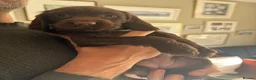 Sprocker dogs for sale: Gorgeous Chocolate Cocker Spaniel Puppies in Shrewsbury - Advert 27
