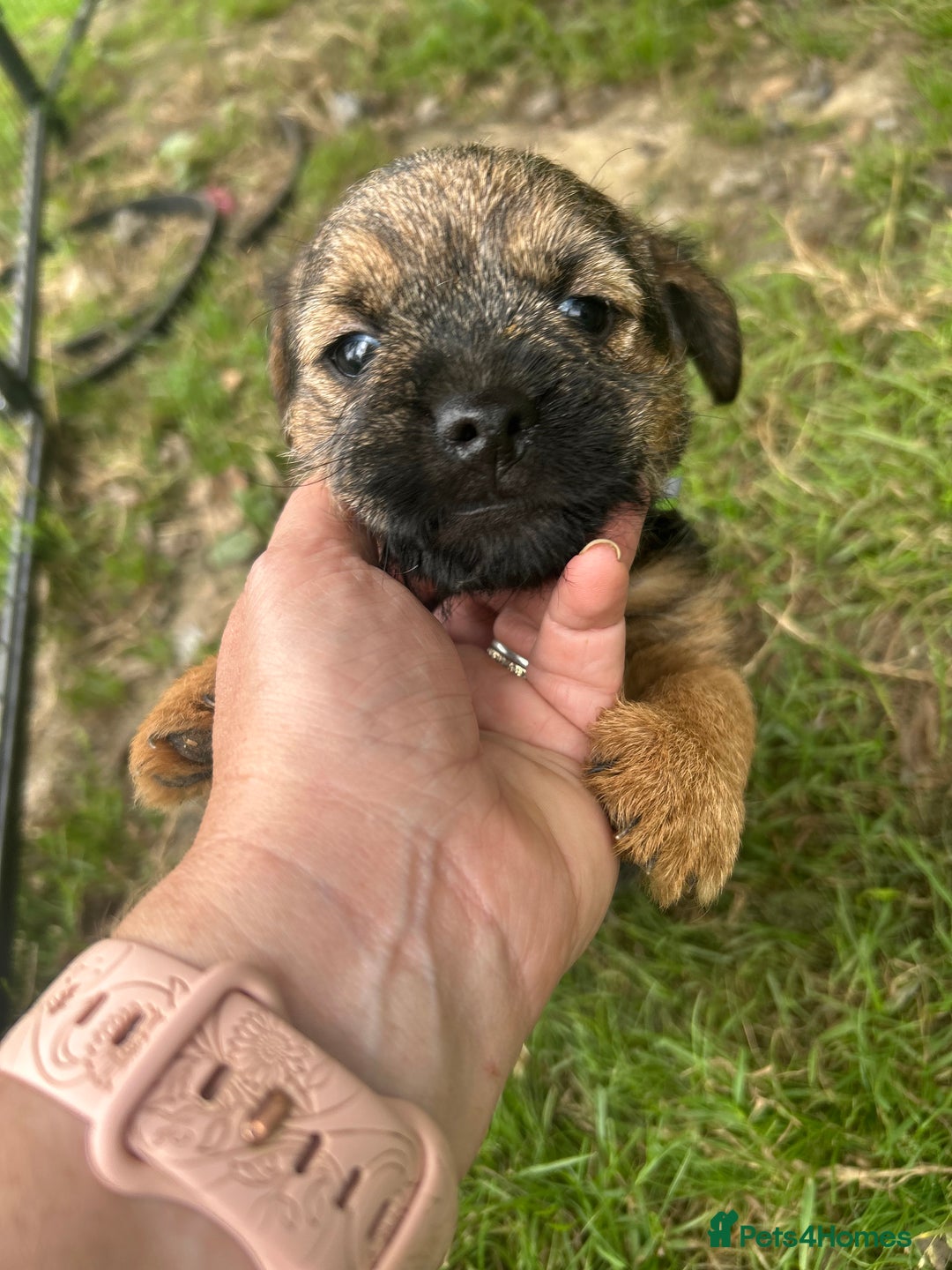 Border Terrier dogs for sale: Border Terrier Pups - Image 17
