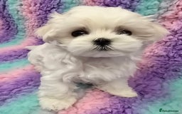 Maltese dogs for sale: FULL KOREAN KC REGISTERED MALTESE PUPIES - Image 8