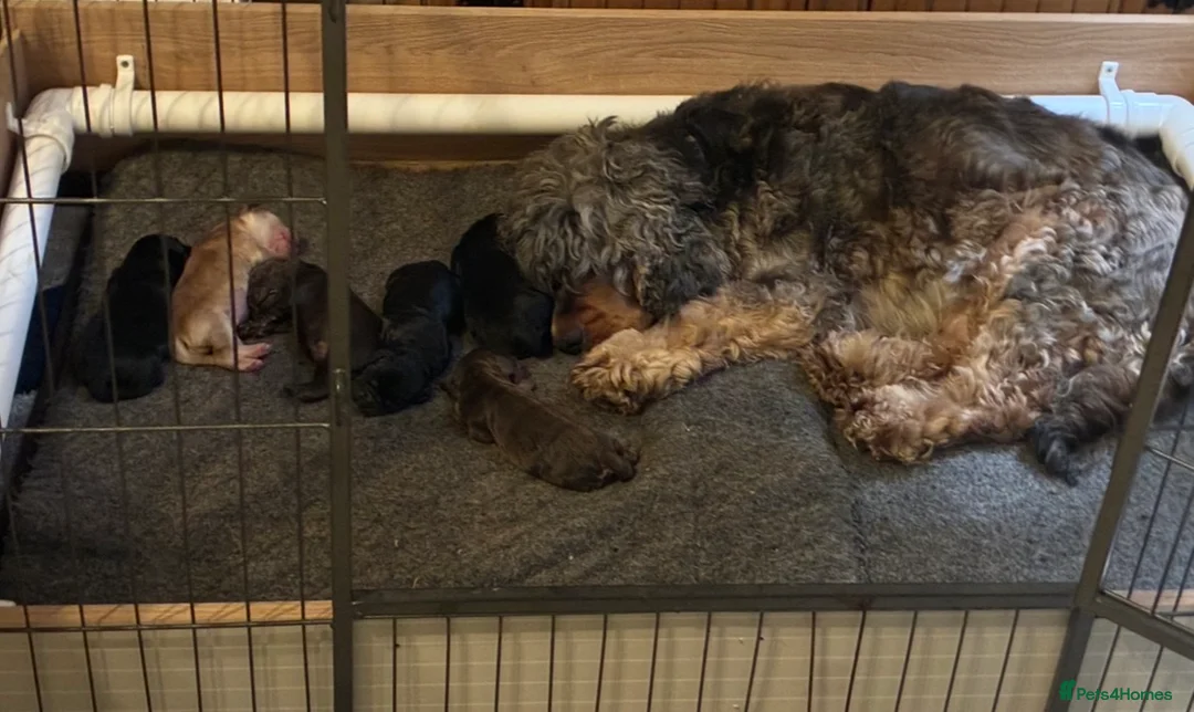 Cocker Spaniel dogs for sale: Show type cocker spaniel puppies  in Boston - Advert 2