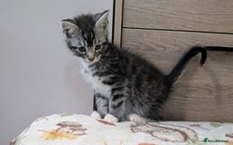 Maine Coon cats for sale: Maine Coon - Image 31