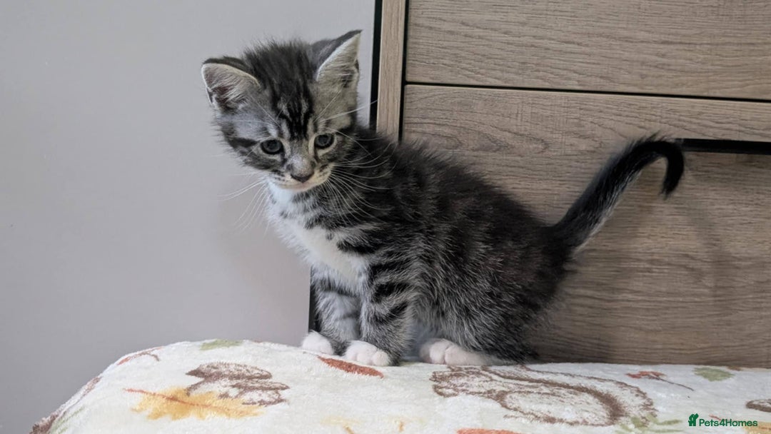 Maine Coon cats for sale: Maine Coon - Image 31