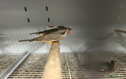 Finches birds for sale: Various Range Stunning Baby Finches  - Image 3