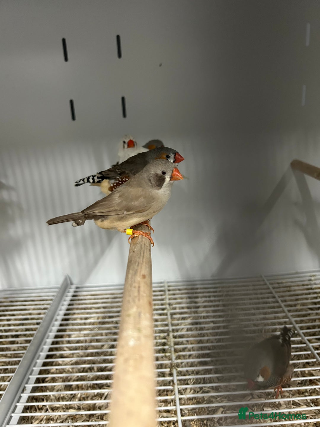 Finches birds for sale: Various Range Stunning Baby Finches  - Image 3