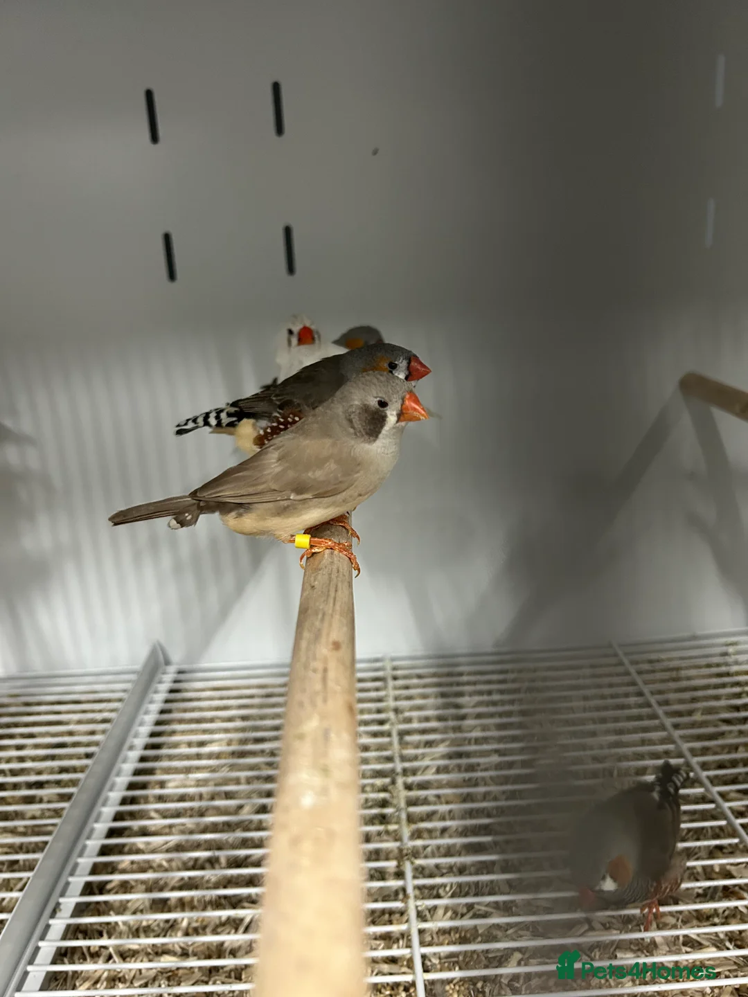 Finches birds for sale: Various Range Stunning Baby Finches  - Advert 3