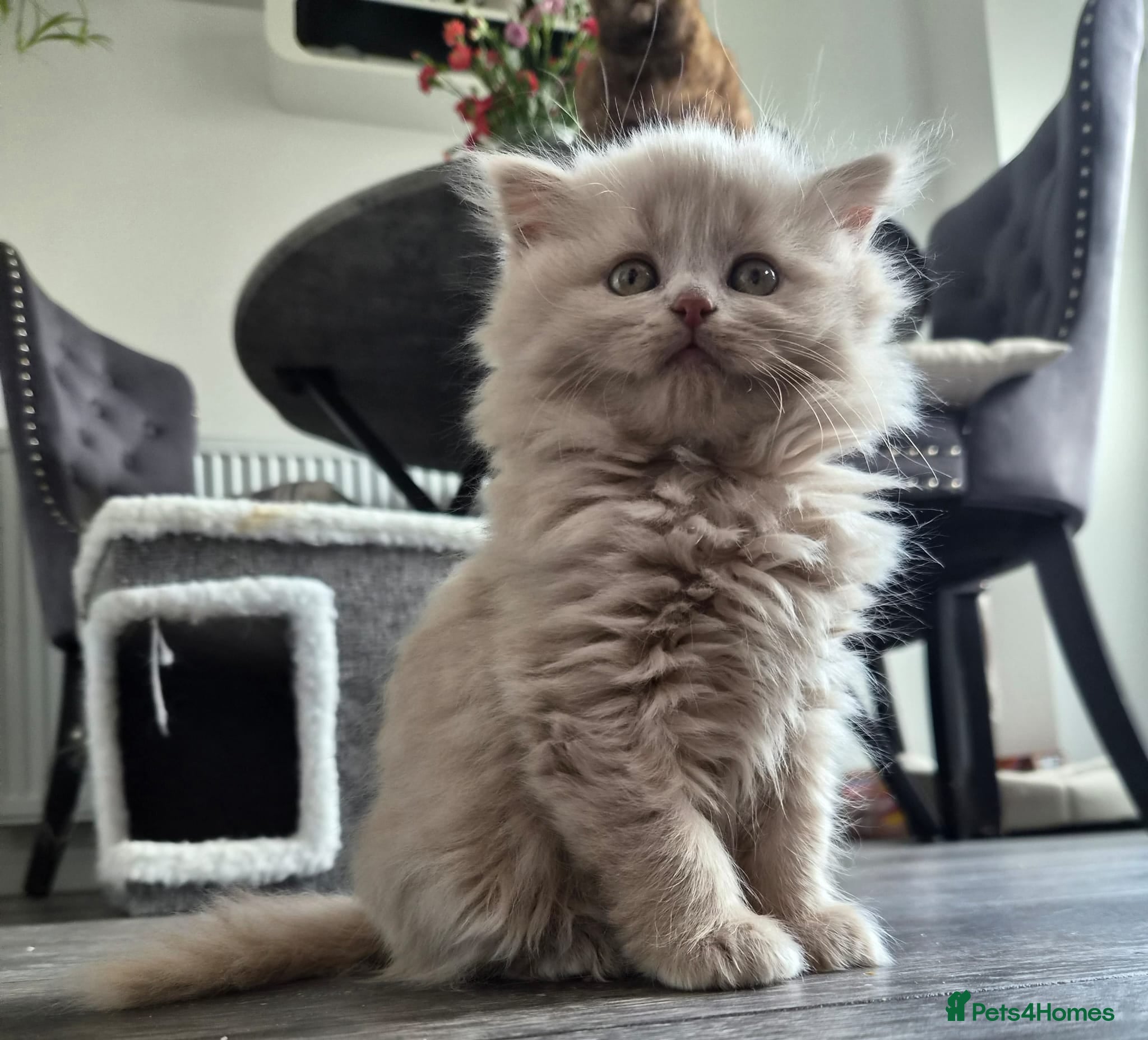Scottish Fold cats Scottish fold and stright. Playful 3 females  - Advert 2