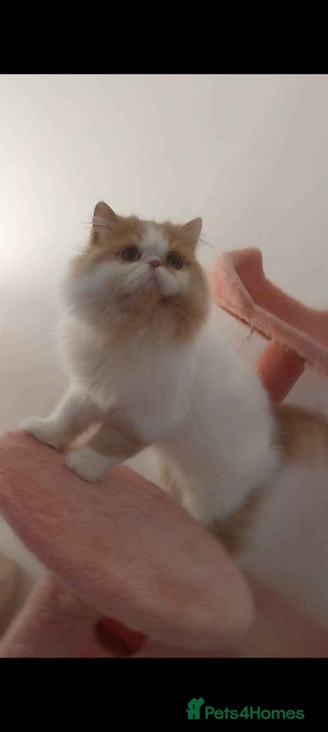 Persian cats for stud: My king Toulouse  - Image 8