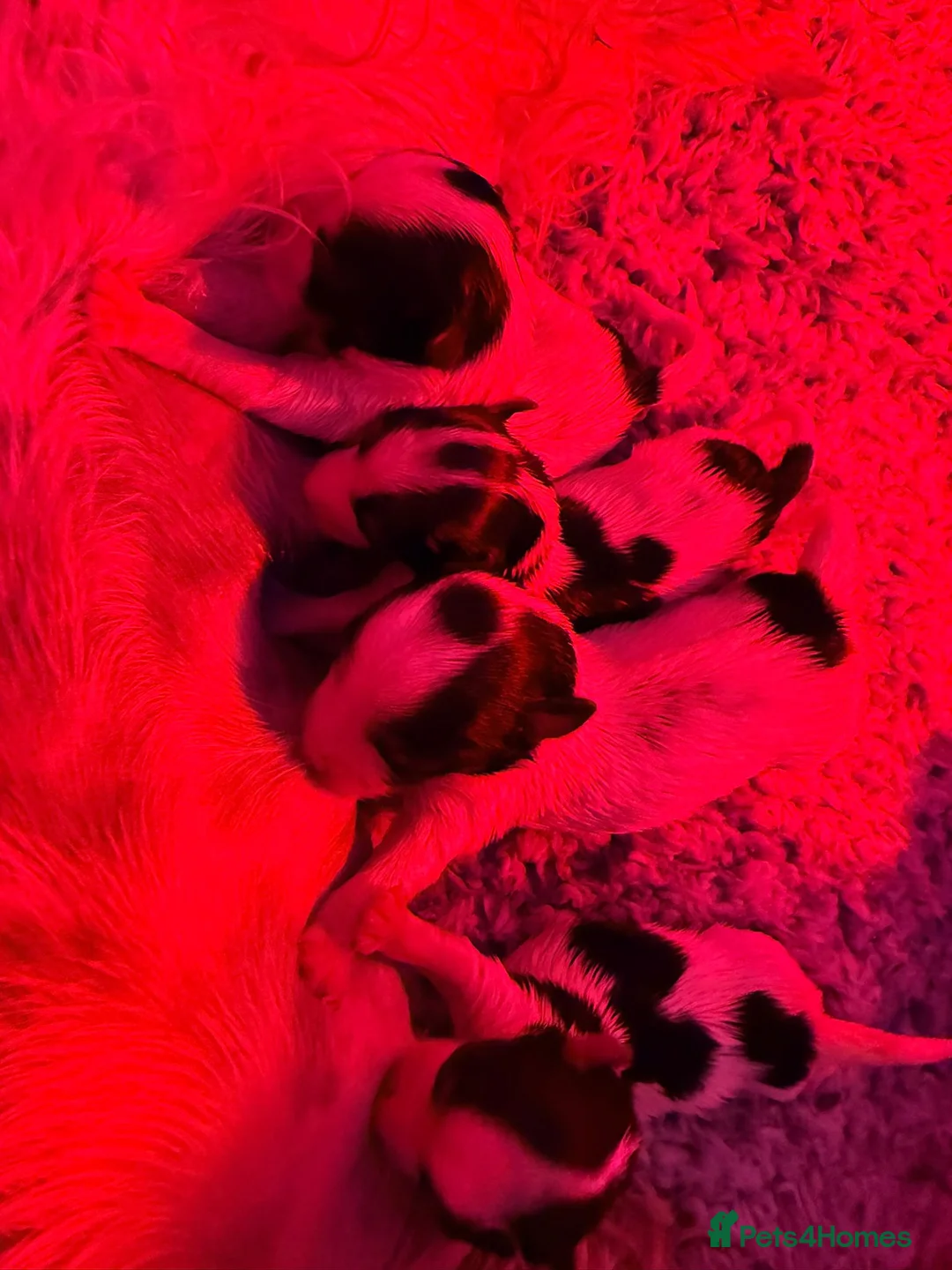 Yorkshire Terrier dogs for sale: Biewer Yorkshire terrier pedigree  - Advert 3