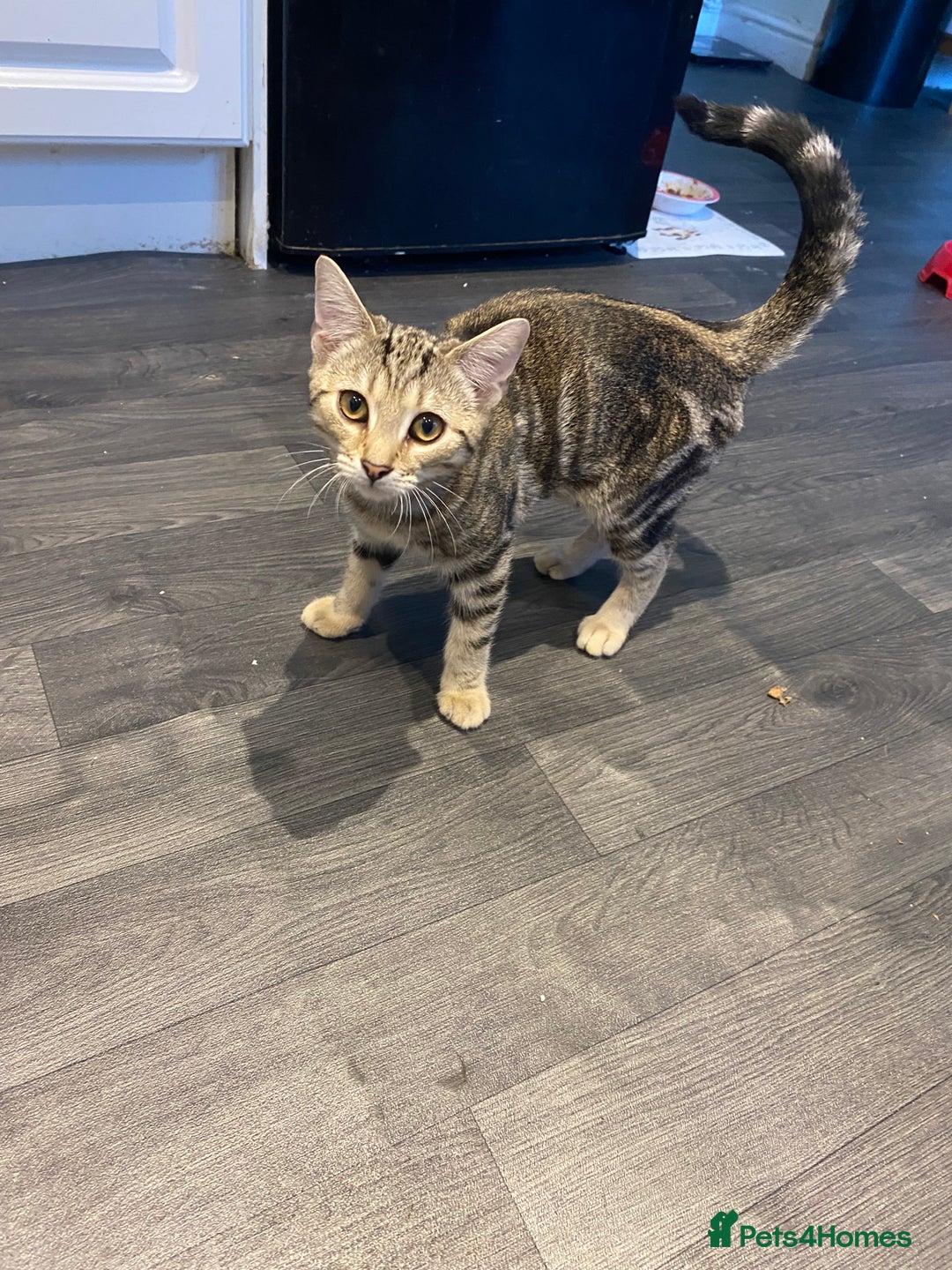 British Shorthair cats for sale: Tabby boy - Advert 3