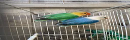 Lovebirds birds for sale: Lutino Red eye - Advert 7