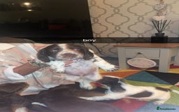 Cocker Spaniel dogs for sale: 7 pups 4 girls 3 boys  - Image 3