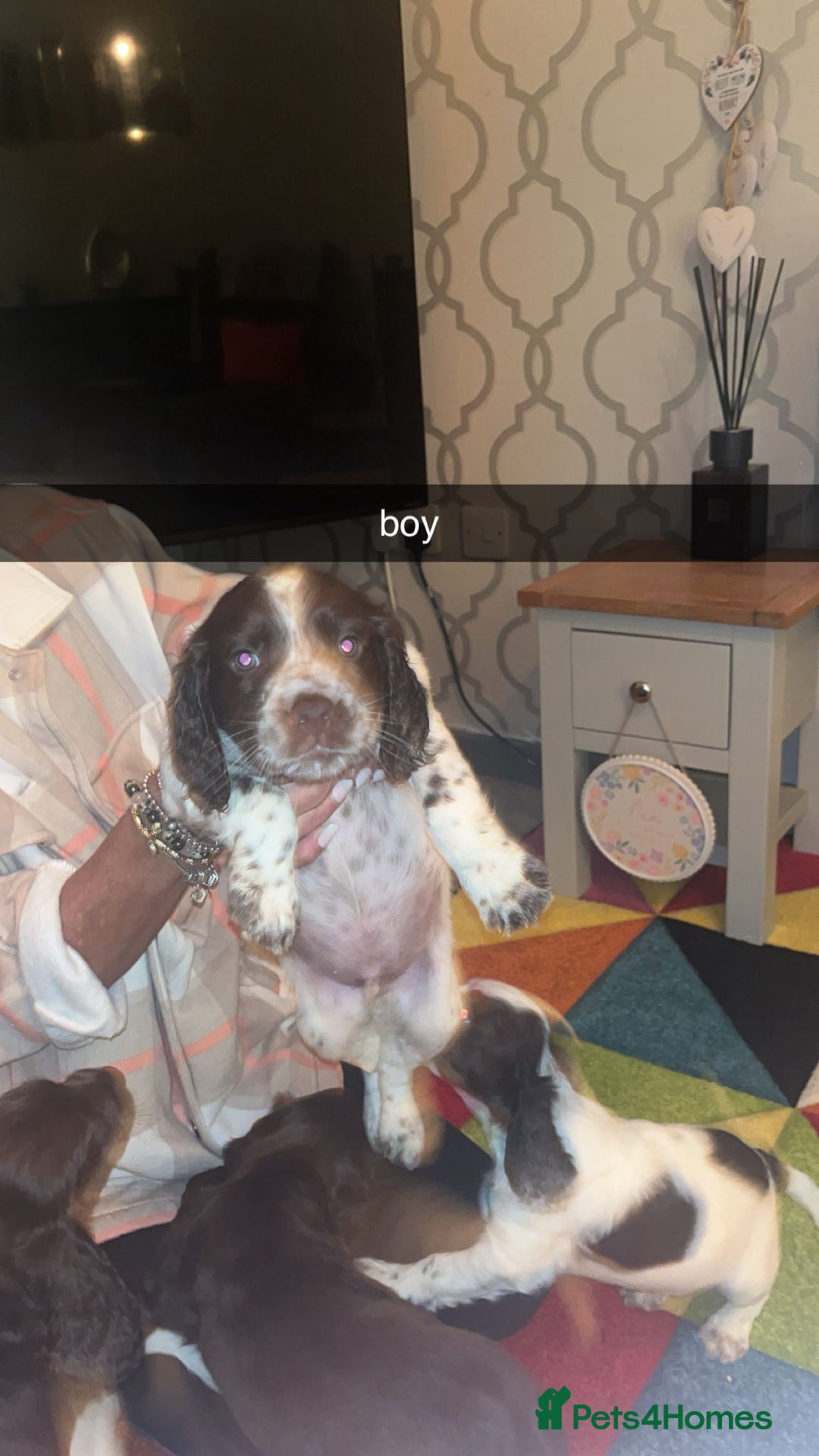Cocker Spaniel dogs for sale: 7 pups 4 girls 3 boys  - Image 3