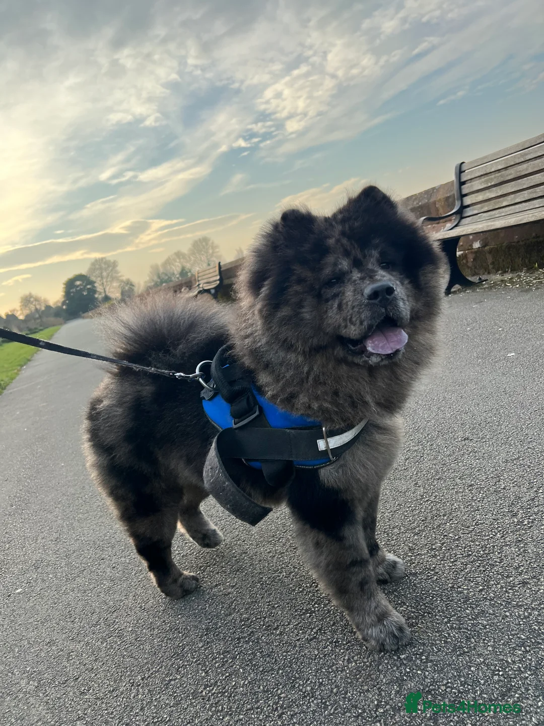 Chow Chow dogs for stud: Merl Chow Chow Stud  - Advert 3