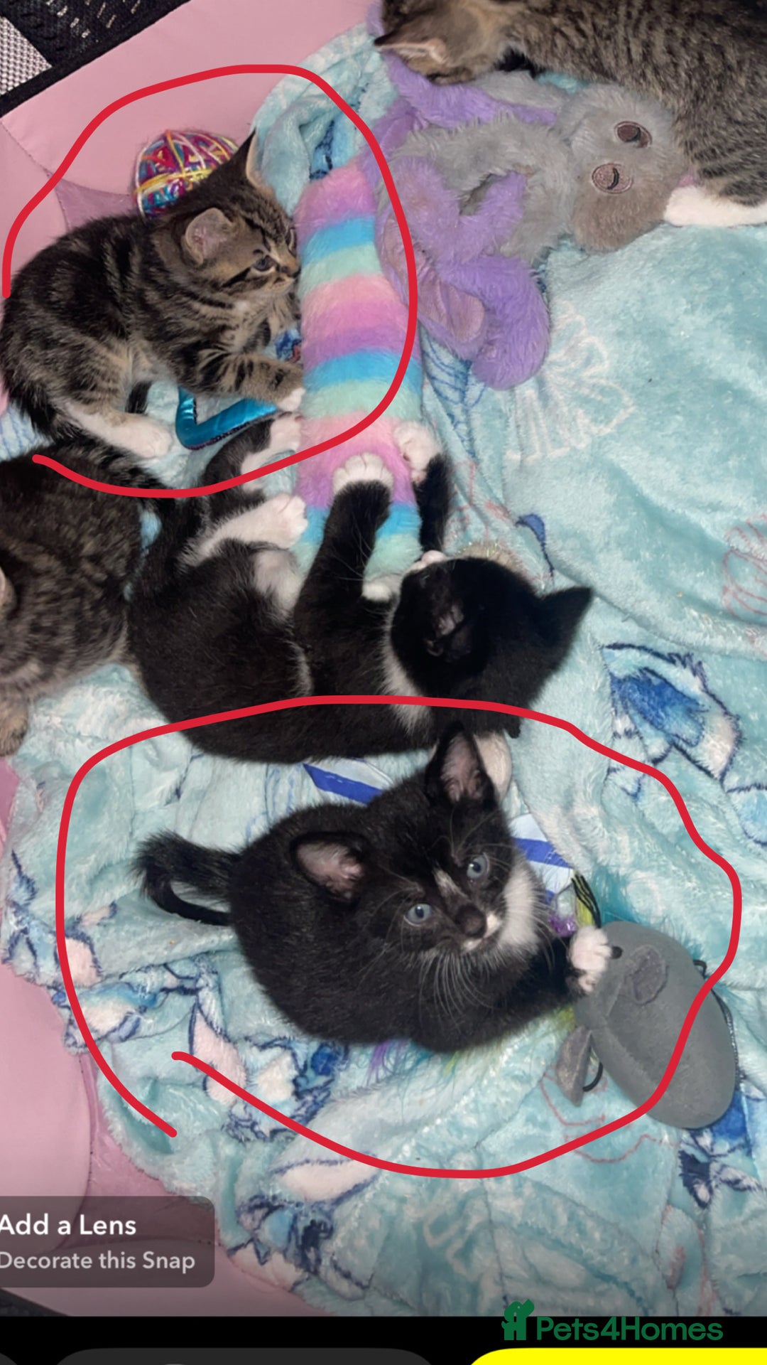Mixed Breed cats for sale: 2 beautiful kittens left mixed breed - Image 4