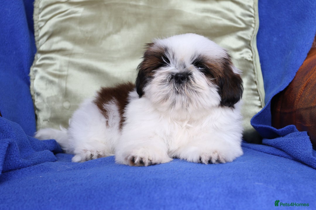 Shih Tzu dogs for sale: Beautiful Shih Tzu Puppies - Image 2