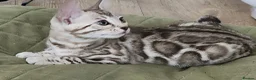 Bengal cats for sale: Stunning pedigree Bengal kittens TICA Registered  - Advert 7