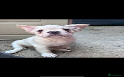 French Bulldog dogs for sale: Quality 5star🌟full visual fluffy French bulldogs  - Image 28