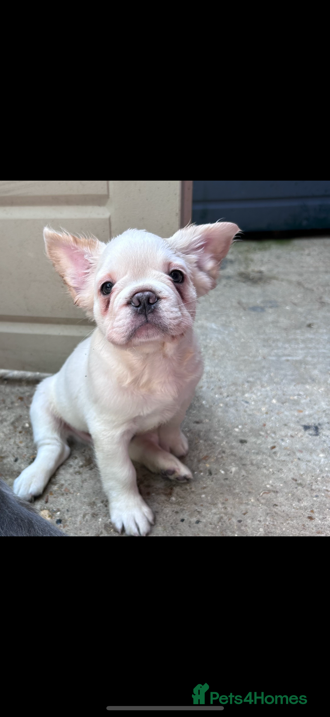 French Bulldog dogs for sale: Quality 5star🌟full visual fluffy French bulldogs  - Image 28