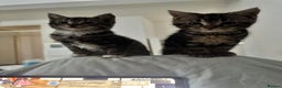 Mixed Breed cats for sale: Adorable 3 month old kittens  - Advert 4