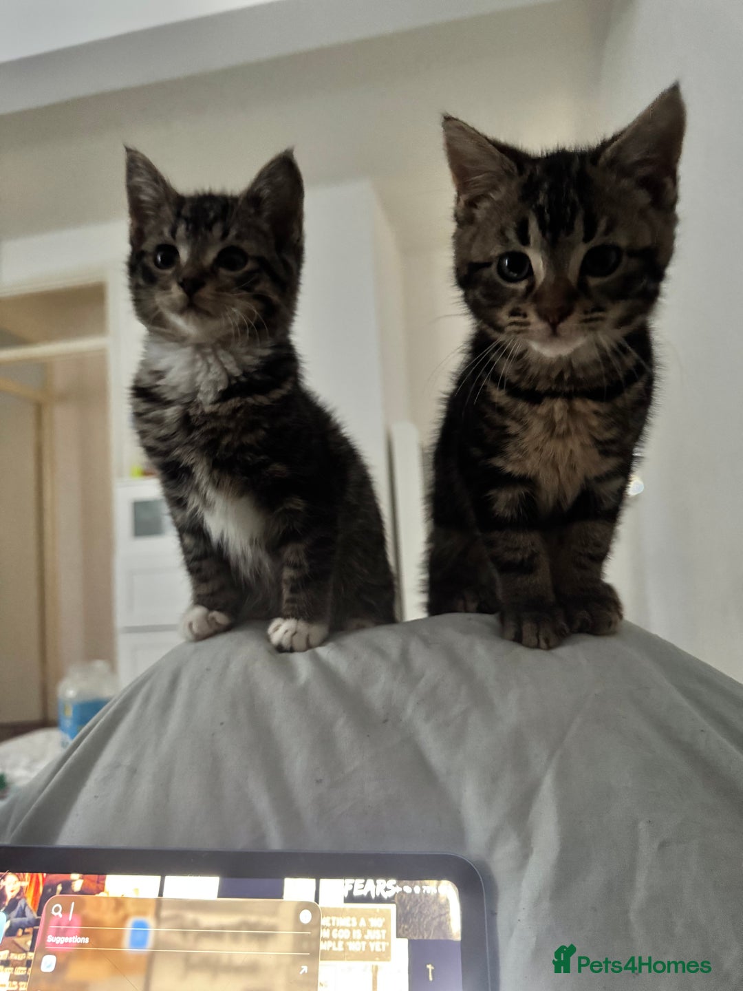 Mixed Breed cats for sale: Adorable 3 month old kittens  - Advert 4