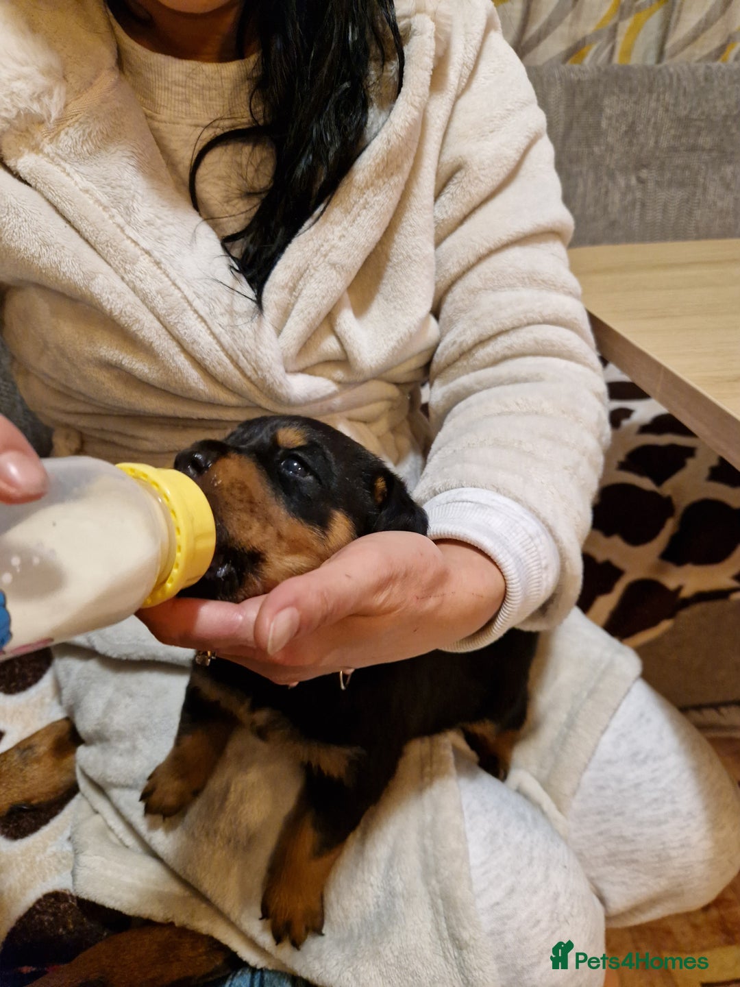 Rottweiler dogs for sale: Rottwailer - Advert 10