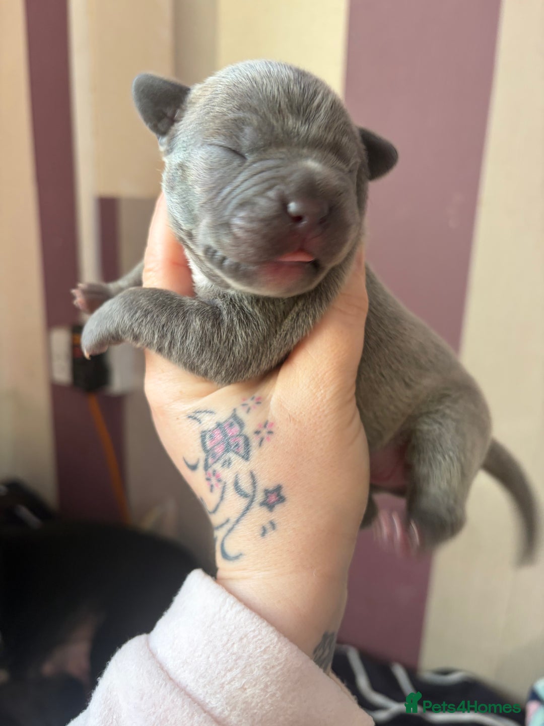 Mixed Breed dogs for sale: Staffy mixed French bulldog puppies  - Advert 9