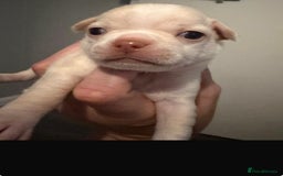 Chihuahua dogs for sale: 1 short haired chihuahua girl left  - Image 6