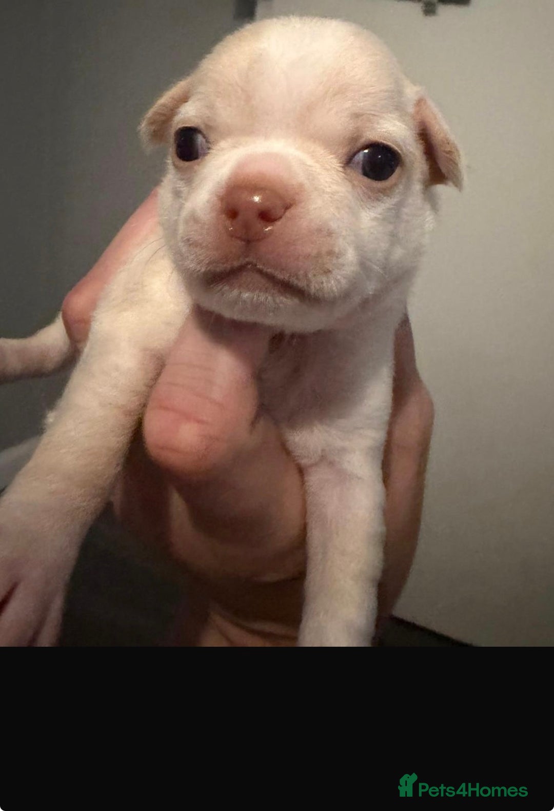 Chihuahua dogs for sale: 1 short haired chihuahua girl left  - Image 6